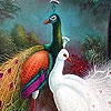 Пазл: Павлины (Wondrous peacocks puzzle)