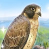 Храбрый сокол (brave falcon)