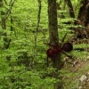 Найти лесных муравьев (Hidden Forest Ants)