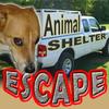 Побег от собачников (Animal Shelter Escape)