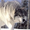 Мозаика: Снежный волк (Jigsaw Snow Wolf)