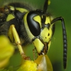 Мозаика: Пчёлка (Bee Jigsaw)