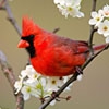 Пазл: Красная птичка (Jigsaw Red Bird)
