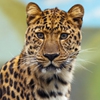 Пазл: Леопард (Jigsaw: Leopard)