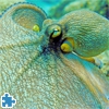 Пазл: Осьминог (Octopus Jigsaw)