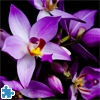 Пазл: Орхидеи (Beautiful Orchids Jigsaw)