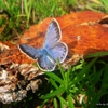 Пазл: Бабочка (Jigsaw: Blue Butterfly)