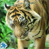 Пазл: Тигр (Tiger Jigsaw Puzzle)