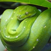 Пазл: изумрудная змейка (Emerald Boa Slider Puzzle)