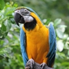 Пятнашки: Попугай (Blue and Gold Macaw Slider Puzzle)