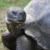 Пятнашки: Сухопутная черепаха (Aldabra Tortoise Slider Puzzle)