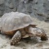 Пазл: Сухопутная черепаха (Turtle Jigsaw)