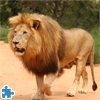 Пазл: Лев 2 (Panthera Leo)