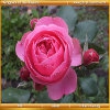 Королевство цветов: Красные розы (Kingdom of the flowers: Red rose)