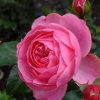Королевство цветов: Розовые розы (Kingdom of the flowers: Pink rose)