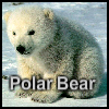 Пазл: Полярный медвежонок (Polar Bear)