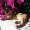Пазл: Котик в цветах (Jigsaw: Flower Cat)