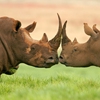 Пятнашки: Носороги (Rhinos Slider Puzzle)