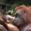 Пазл Орангутанг (Orangutan Baby Slider Puzzle)
