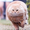 Собери толстого кота (Fat cat slide puzzle)