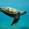 Пятнашки: Морская черепаха (Sea Turtle Slider Puzzle)