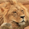 Передвижной Пазл: Лев (Male Lion Slider Puzzle)