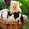 Передвижной пазл:Собаки и кошки (Cat and Dog slide puzzle)