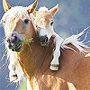 Передвижной пазл: Лошадки (Two horse slide puzzle)