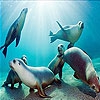 Передвижной пазл: Морские обитатели (Ocean and seals slide puzzle)