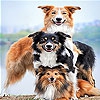 Передвижной пазл: Семейство собак (Dog family slide puzzle)