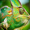 Передвижной пазл: Зеленый хамелеон (Big chameleon slide puzzle)