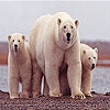 Пятнашки: Белый медведь (White bears family slide puzzle)
