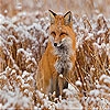Пятнашки: Лисичка (Alone fox slide puzzle)