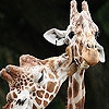 Пятнашки: Жирафы (Cute giraffes slide puzzle)