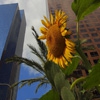 Пазл: Подсолнух в городе (Jigsaw: Sunflower in the City)
