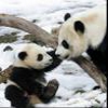 Пазл: Маленькая панда (Baby Panda)