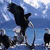 Пятнашки: Орлы (Old eagles slide puzzle)