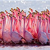 Пятнашки: Фламинго (Flamingo family slide puzzle)