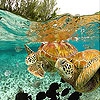 Пятнашки: Морская черепаха 2 (Ocean turtles slide puzzle)