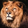 Пятнашки: Лев (Big lion king slide puzzle)