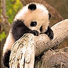 Пятнашки: Маленькие панды (Tiny panda slide puzzle)