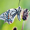 Пятнашки: Бабочка и цветок (Nice flower and butterfly slide puzzle)