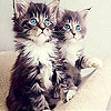 Пятнашки: Два котёнка (Two shy pussy slide puzzle)