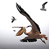 Пятнашки: Пеликан (Flying pelicans slide puzzle)