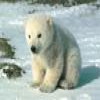Пазл: Малыш Полярный мишка (Little Polar Bear)