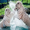 Пятнашки: Белые тигры (Spoiled tigers slide puzzle)