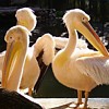 Пазл: Пеликан (Pelicans)