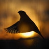 Пазл: Закат и птица (Bird)