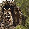 Пятнашки: Енот (Timid raccoon slide puzzle)