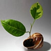 Пазл: Растение в ракушке (Plant in seashell)